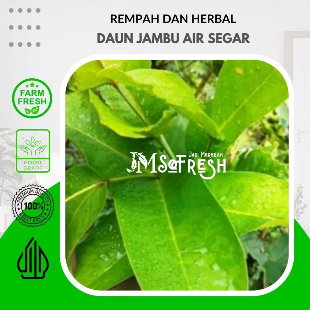 

[JM SoFresh] Daun Jambu Air Cincalo Hijau Segar 10 Lembar