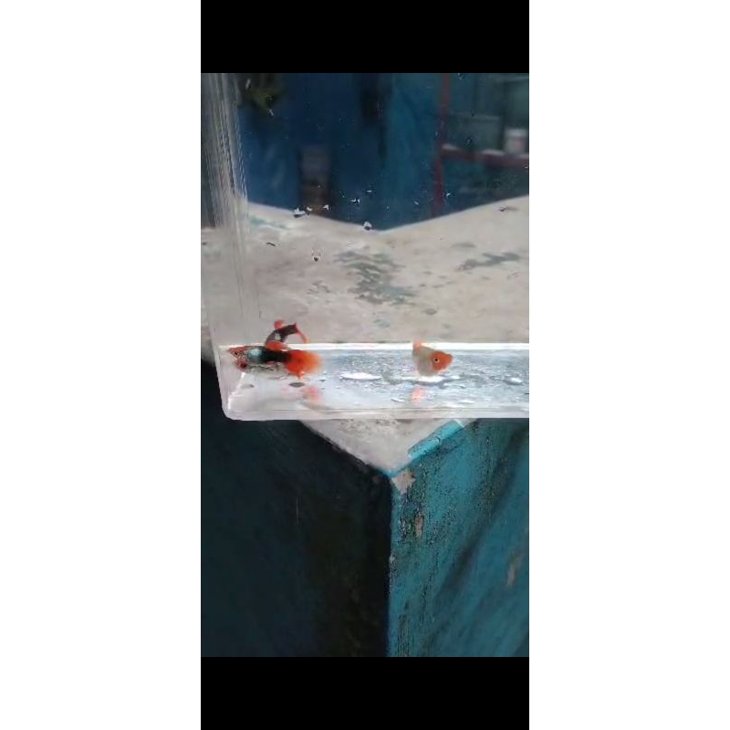 hiasan aquarium guppy koi short body