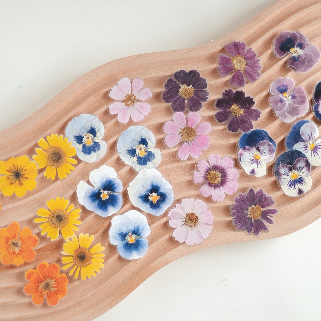 

Stellar Coronae - Stiker Bunga | Pressed Flowers Stickers | Deco Sticker