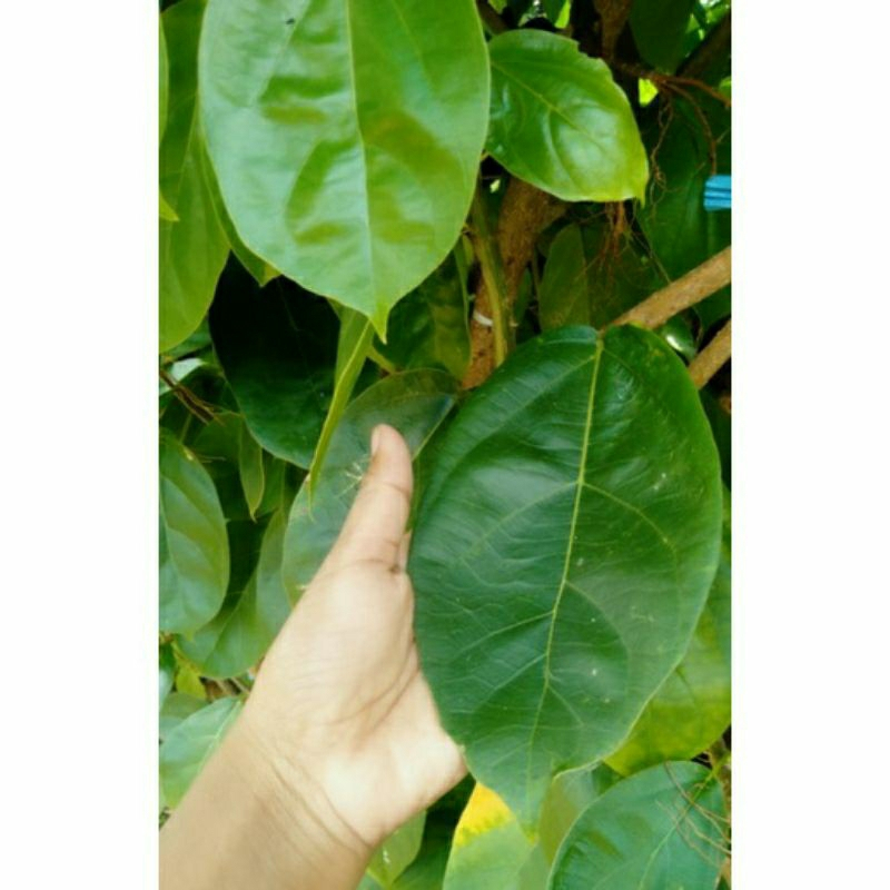 

Daun Caon Cincau Perdu 1 Kg / Daun Cincau
