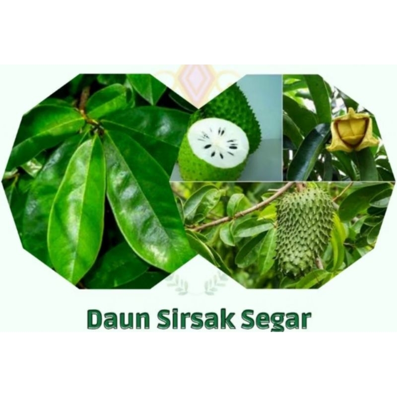 

daun sirsak per 20 lembar daun sirsak segar