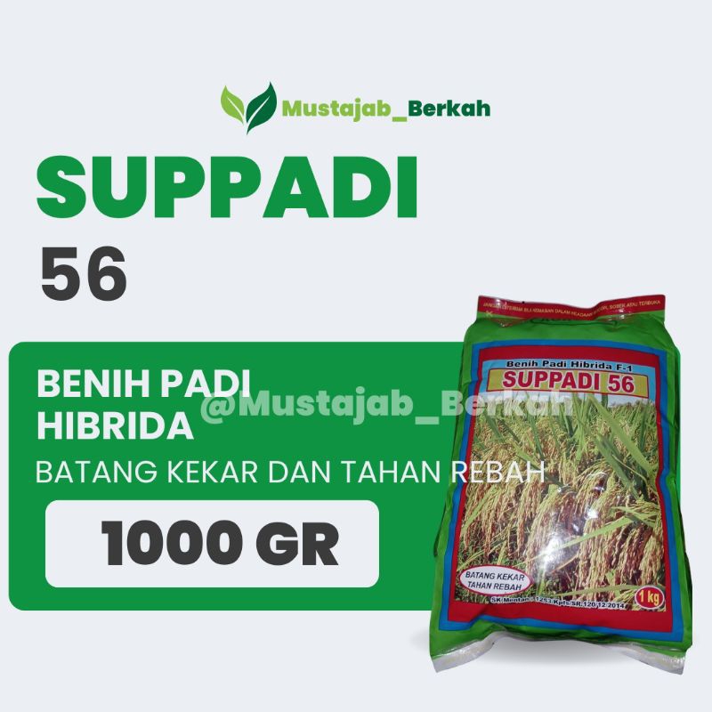 Benih Padi Suppadi (Benih Hibrida) 1000 Gr