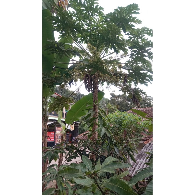 

kembang peupaya segar250gram
