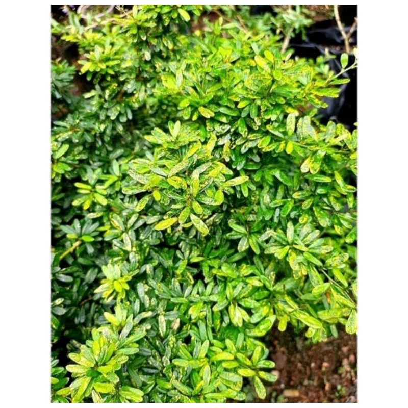 Bibit saeng simbur golden variegata original