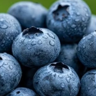 

Blueberry Fresh Import