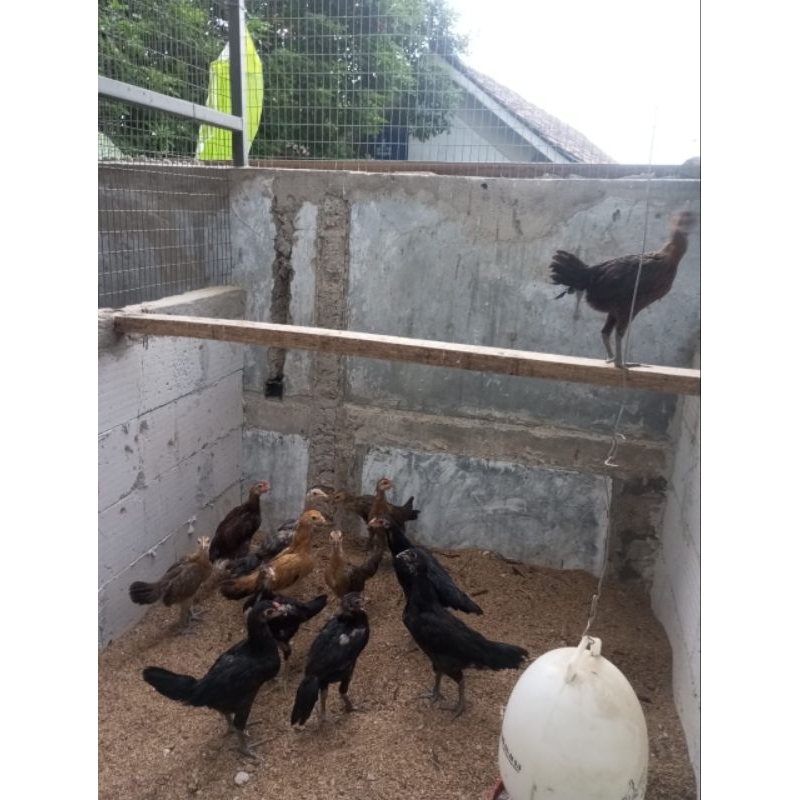 

Ayam kampung organik