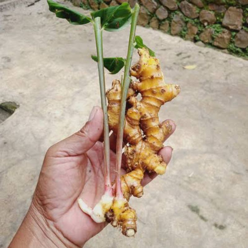 

lempuyang segar 500gr