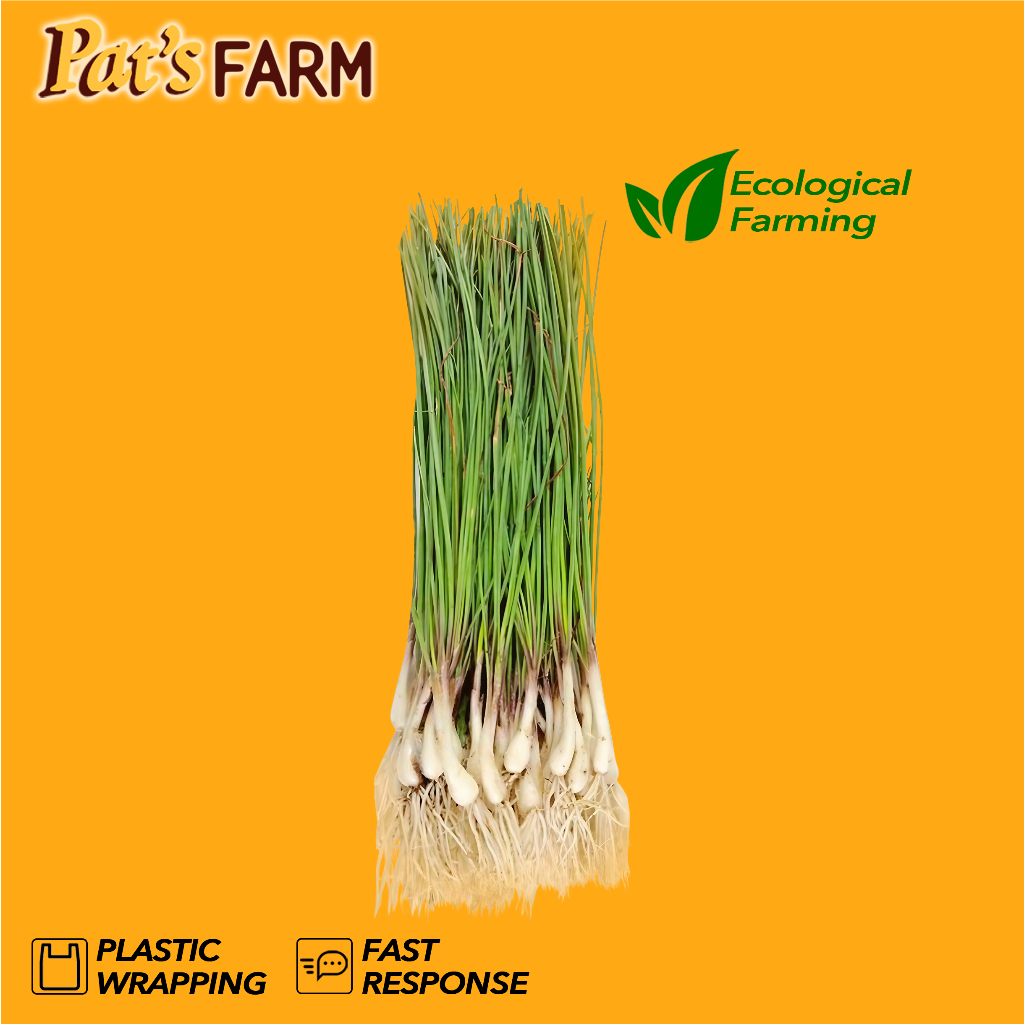 

Lokio / Lengkio / Bawang Batak