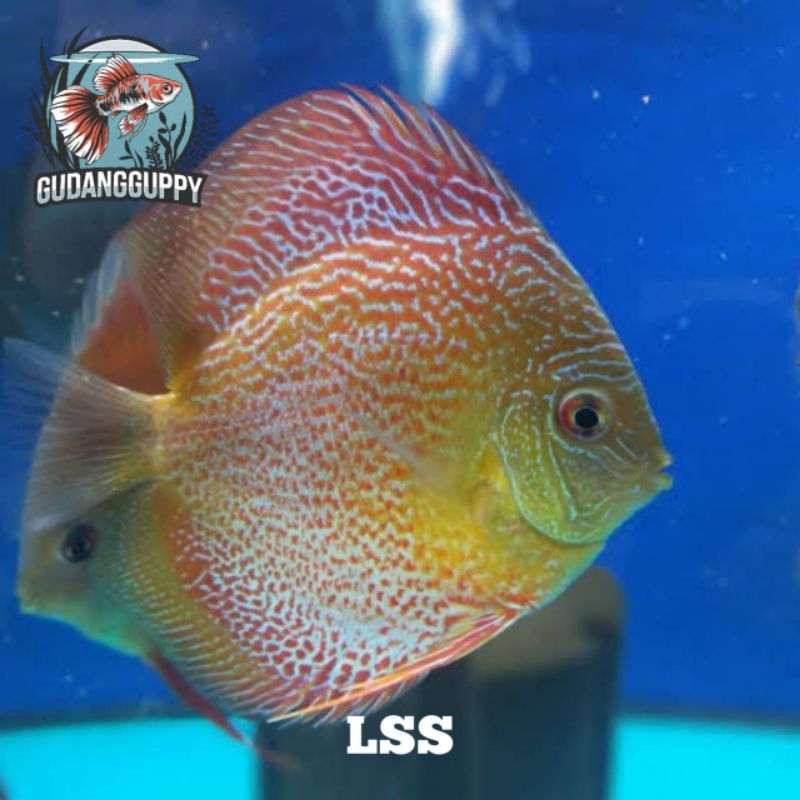 Hiasan Aquarium Discus Lss (Leopard Snack Skin)