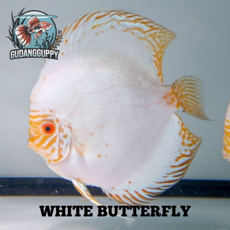 Hiasan Aquarium Discus White Butterfly