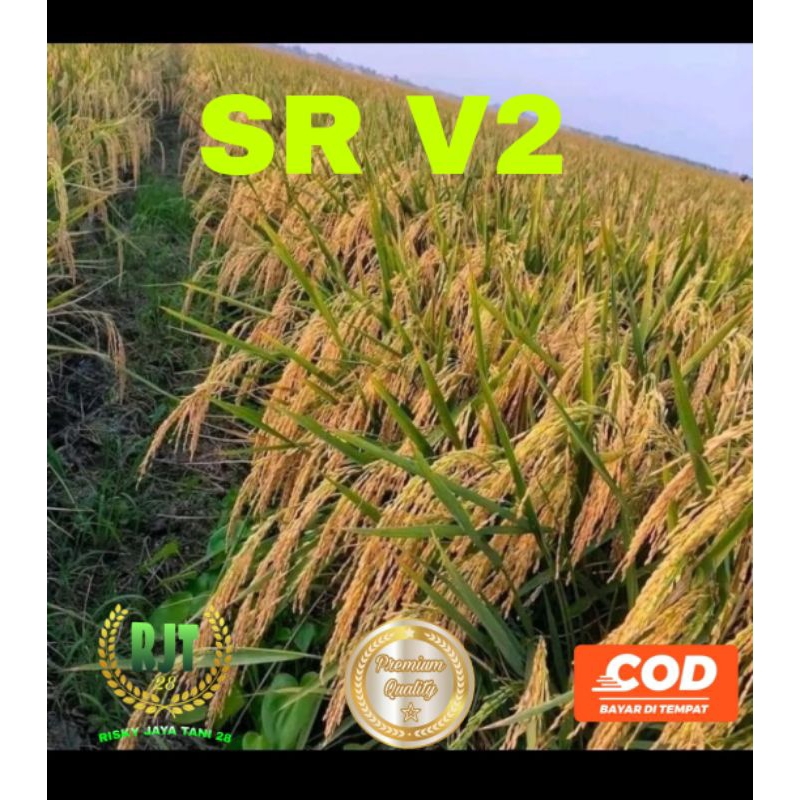 BENIH PADI SR V2 KEMASAN 1KG