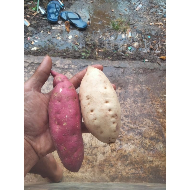 

Ubi jepang pinki beniazuma 1 kg