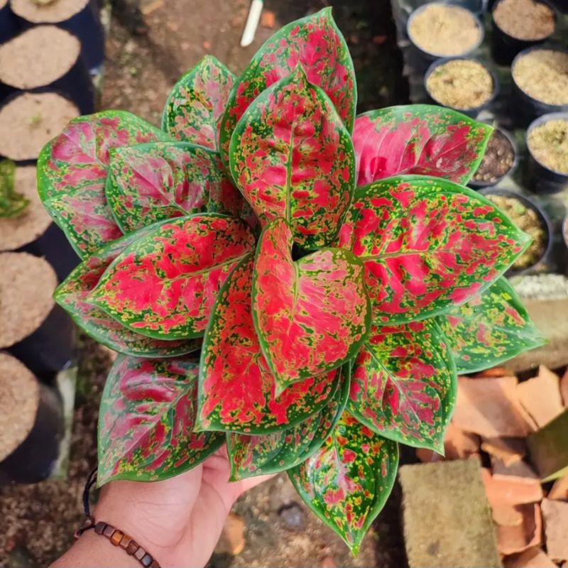 Aglonema Red Spider Tanaman Hias Bunga Aglaonema Murah Merah BUKAN bonggol bibit - tanaman hias hidu