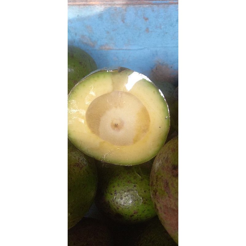 

Alpukat Mentega Unggul