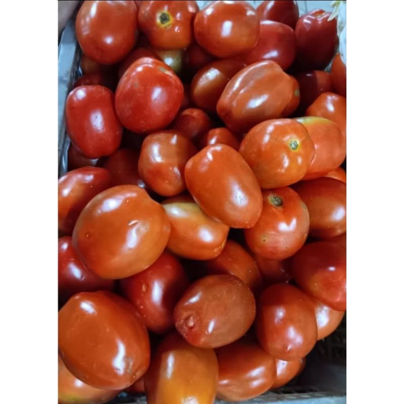 

tomat merah besar 1.kg