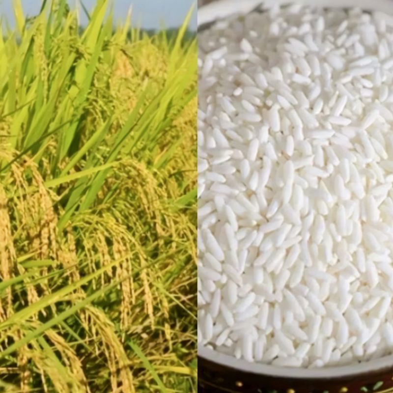 Benih Padi Ketan Putih Ketan Grendel Terbaik 1Kg