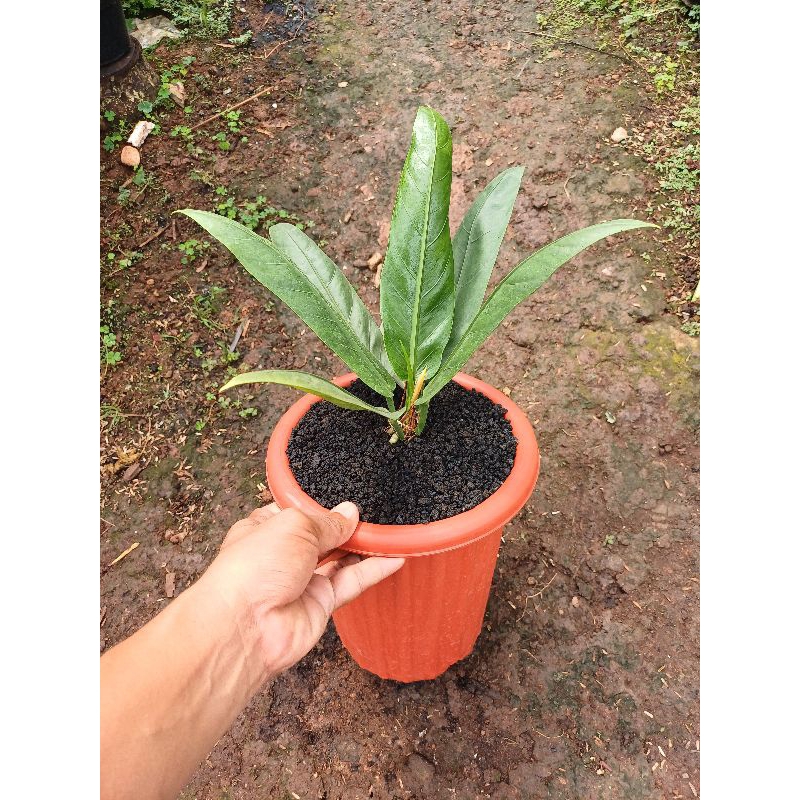 Anthurium Black Mamba