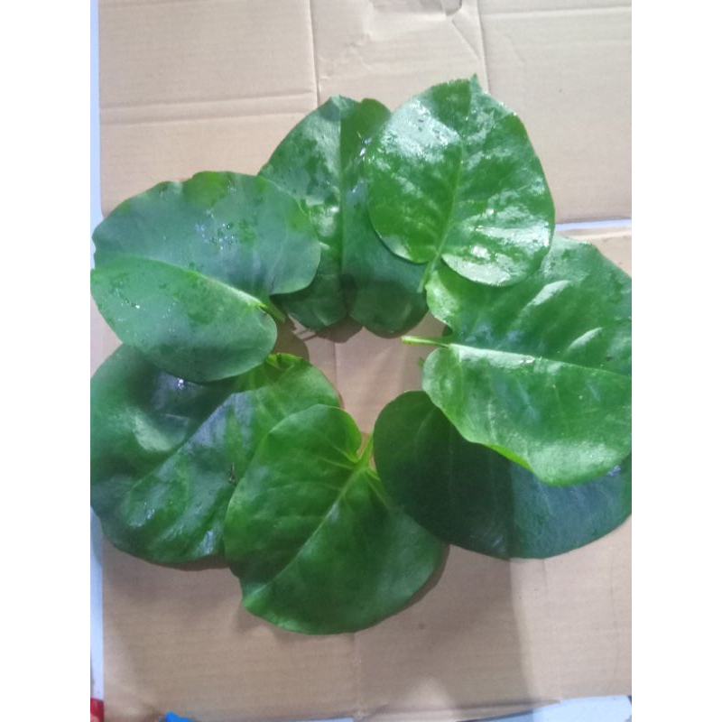 

Daun binahong segar 1 kg