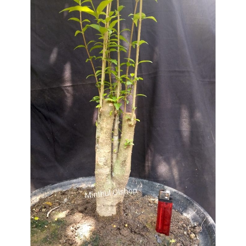 Bonsai anting putri batang putih dongkelan batang besar prokar prospek siap kawat sesuai foto