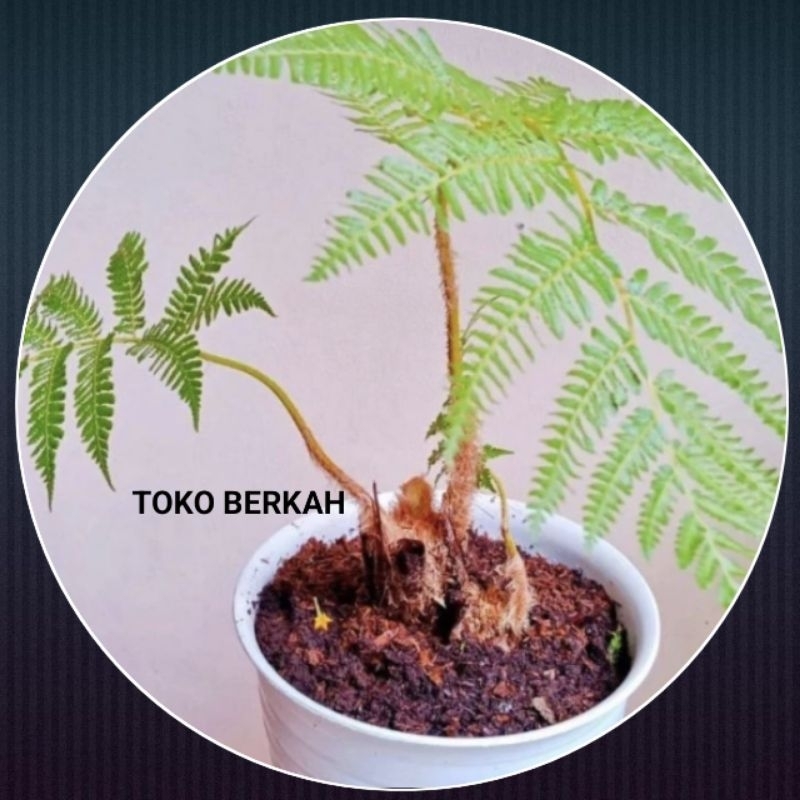 PAKIS MONYET TANAMAN HIAS/PAKIS HUTAN