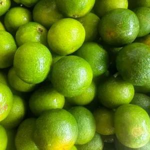 

jeruk Santang madu 250g
