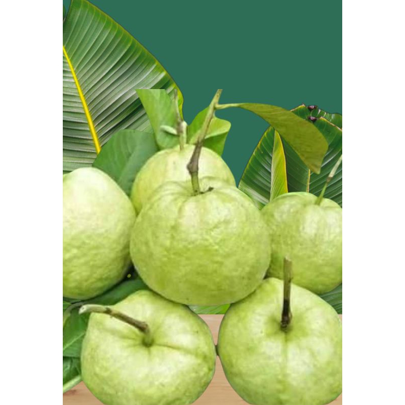 

Jambu kristal non biji berat produk 1kg