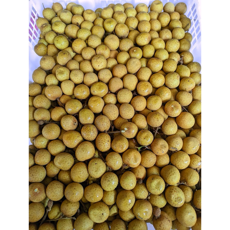 

Kelengkeng Jumbo