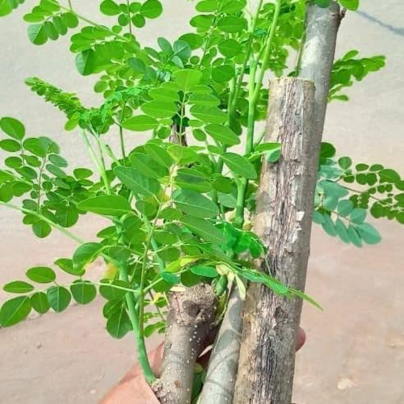 

Jual kulit pohon kelor segar kupas langsung 400 gram-az