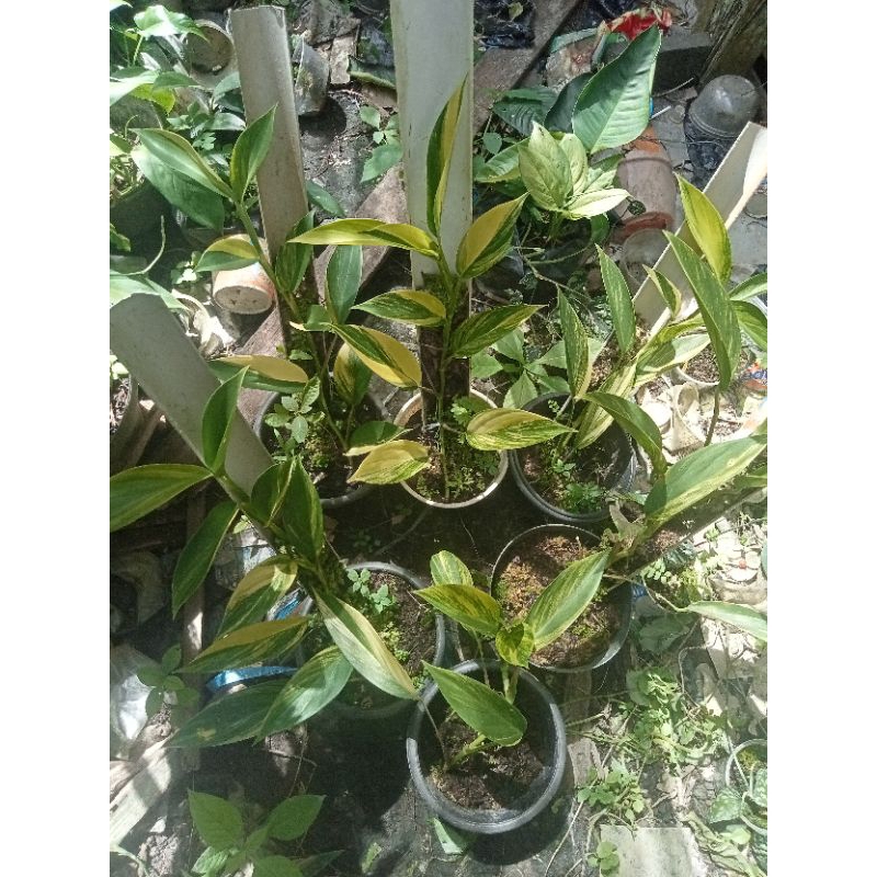 tanaman hias scindapsus coreaceus varigata murah