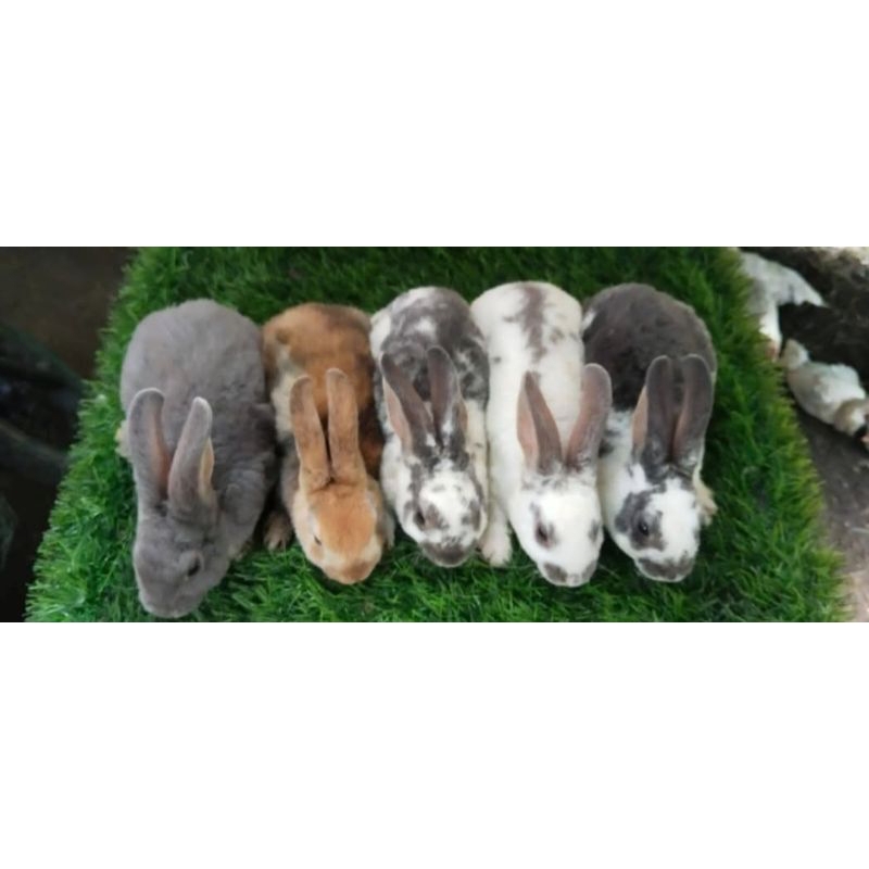 kelinci rex sepasang (indukan rex siap breeding)