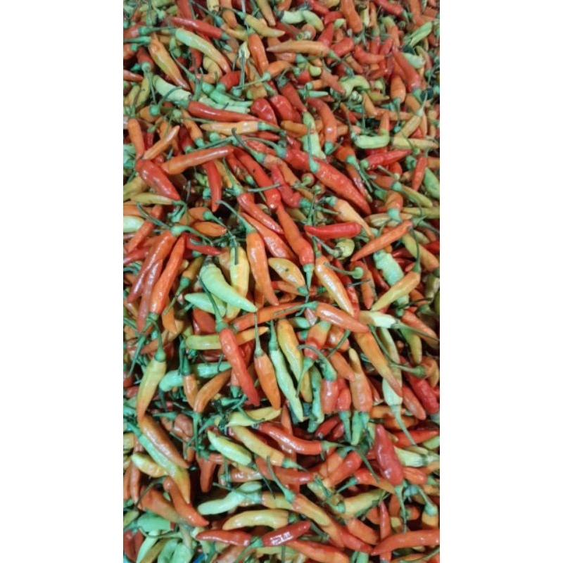 

Cabe rawit super duper 100 kg