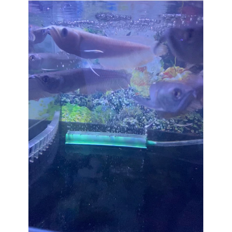 arwana silver brazil 13-14cm serat merah