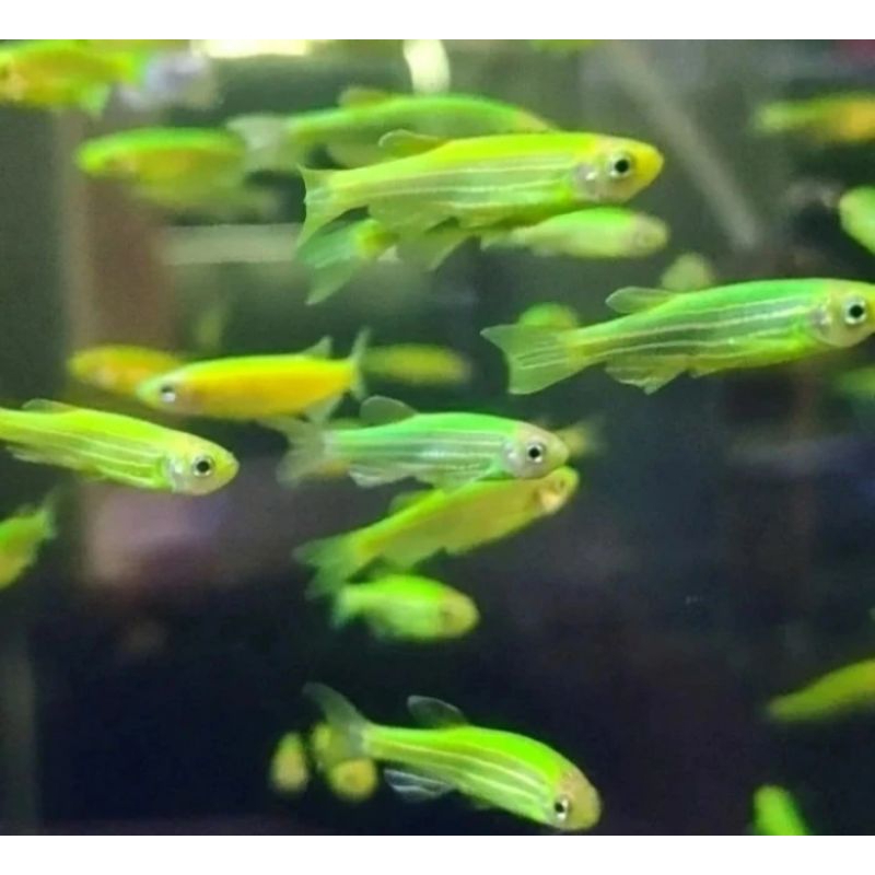 

HIASAN AQUARIUM/DANIO GREEN GLOWFISH UKURAN 4 CM