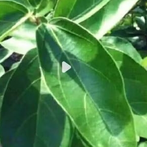

1kg daun cincau segar