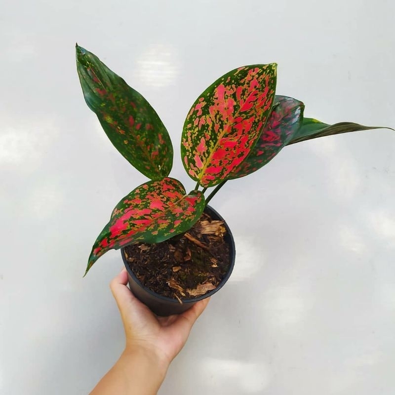 Promo Murah aglaonema red Venus - aglonema red Venus - aglonema Venus - tanaman hias aglaonema - agl