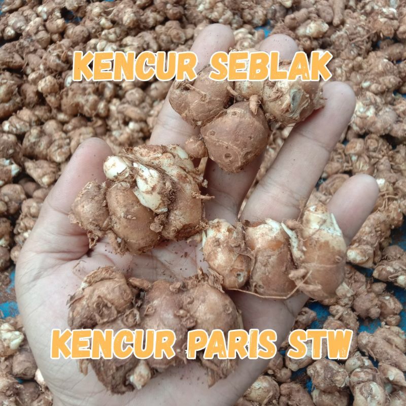 Kencur Seblak 1 Kg Kencur Paris Setengah Tua STW