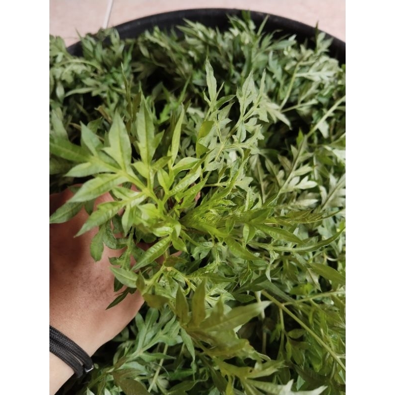 

daun kenikir fresh 500gram