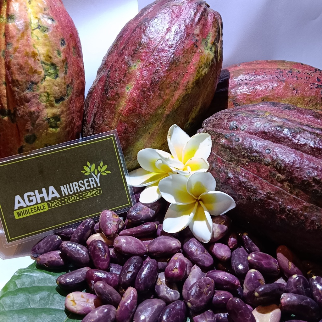 Benih Kakao Hibrida Multiklonal