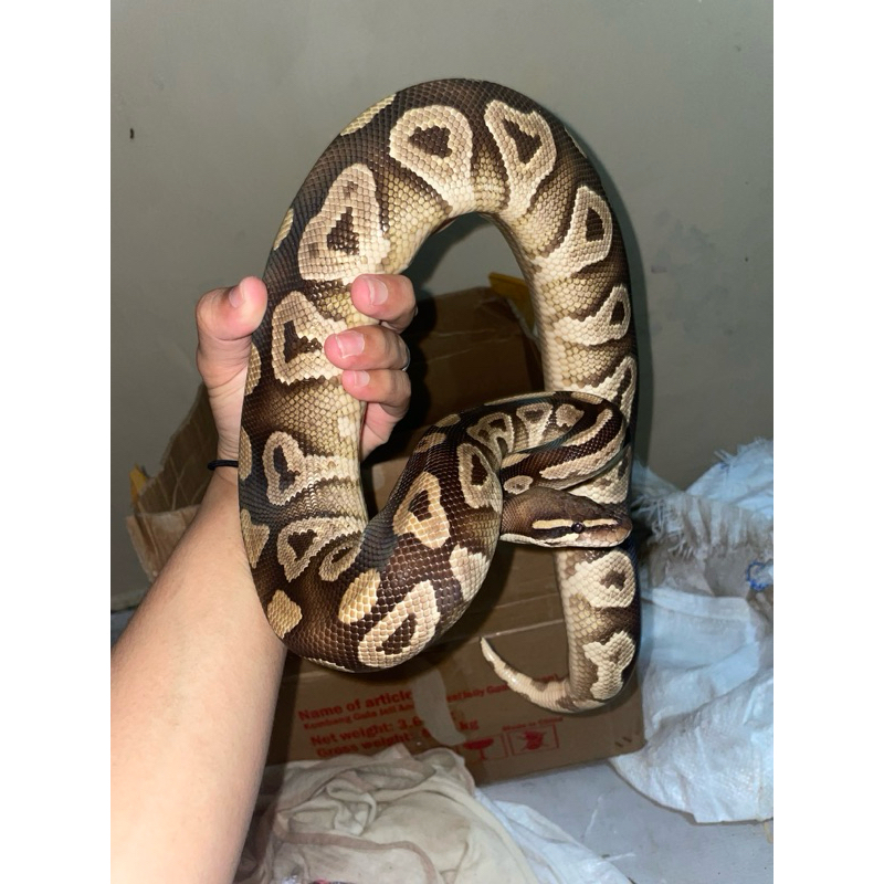 ball python mojave