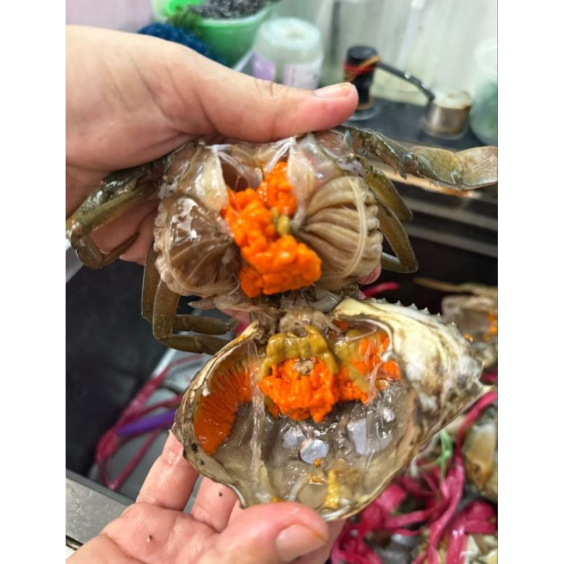 

KEPITING HIDUP JANTAN/BETINA(TELOR)