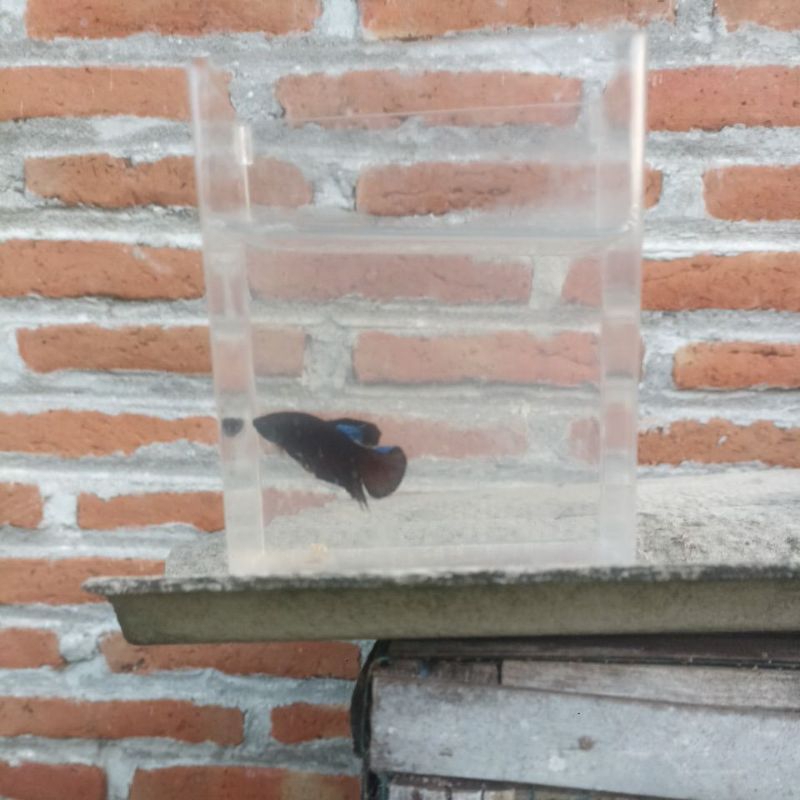 cupang avatar cooper