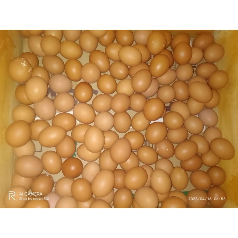 

telor ayam negri