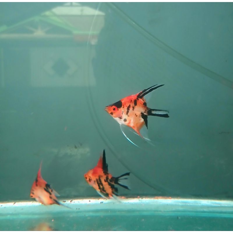 Manfish Red Devil Grade A