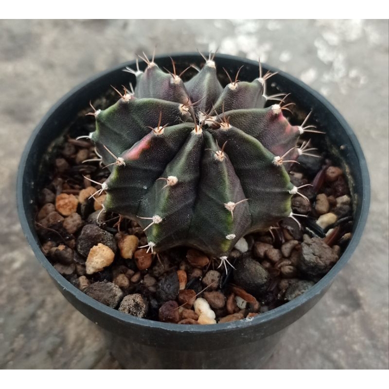 Gymno Black Pearl