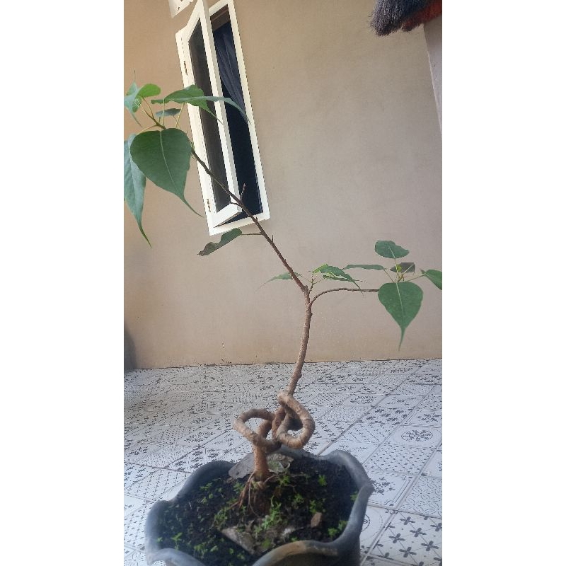 ficus bodhi/religiosa pucuk merah