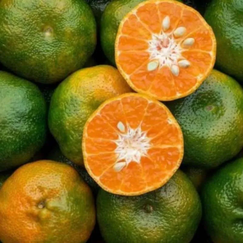 

JERUK SLAYER BESAR 1kg