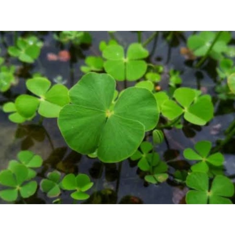 

Daun semanggi sawah segar petik langsung 1 kg-az