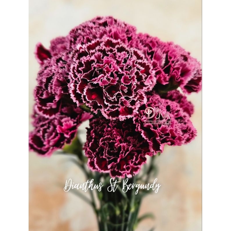 Dianthus (Carnation Import)
