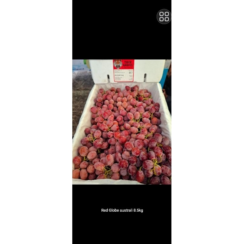 

ANGGUR RED AUSIE