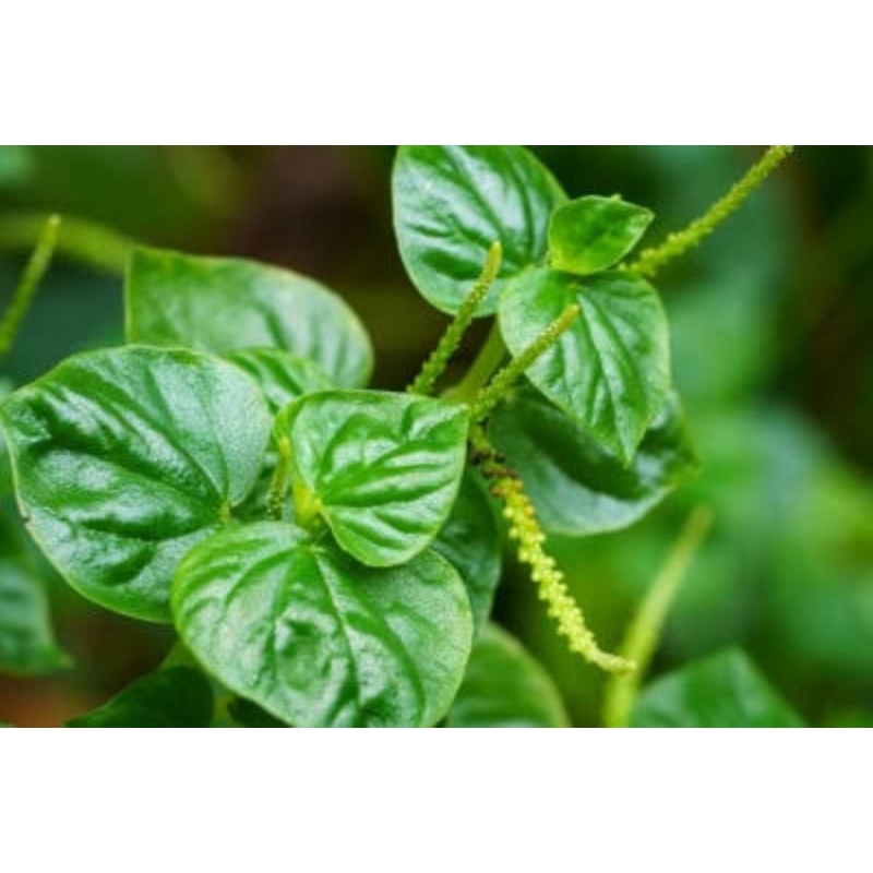 

Daun sirih cina herbal segar 500gram